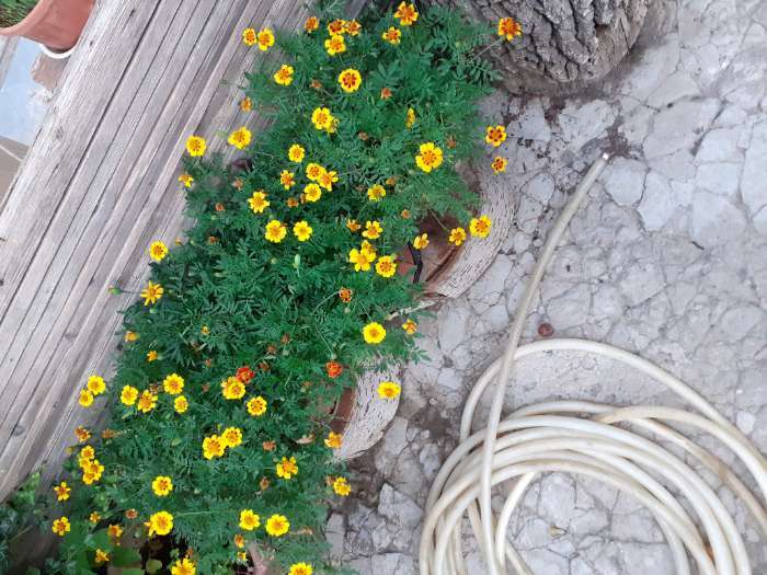 Фотография покупателя товара Семена цветов Бархатцы отклоненные "Монисты" (Тагетес), О, ц/п, 0,3 г - Фото 10