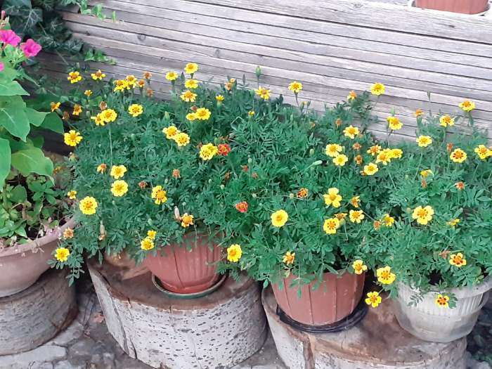 Фотография покупателя товара Семена цветов Бархатцы отклоненные "Монисты" (Тагетес), О, ц/п, 0,3 г - Фото 9