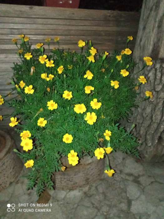 Фотография покупателя товара Семена цветов Бархатцы отклоненные "Монисты" (Тагетес), О, ц/п, 0,3 г - Фото 6