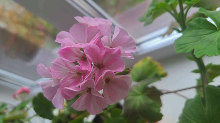 Фотография покупателя товара Семена цветов Пеларгония "Ярка", F1, 4 шт - Фото 1
