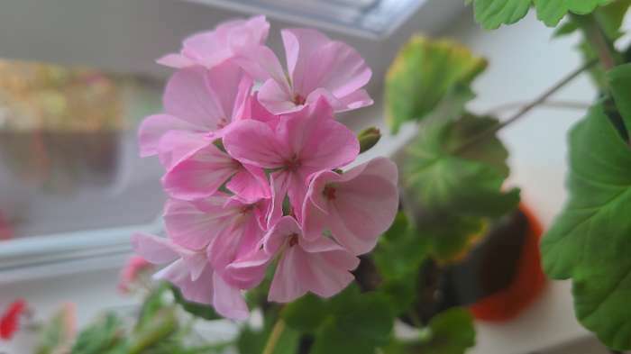 Фотография покупателя товара Семена цветов Пеларгония "Ярка", F1, 4 шт - Фото 2