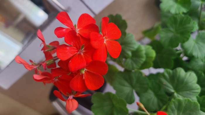 Фотография покупателя товара Семена цветов Пеларгония "Рафаэлла", алая, F1, 5 шт - Фото 6