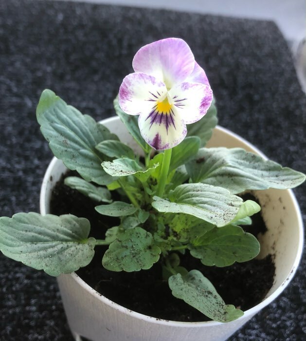 Фотография покупателя товара Семена Виола "Клубничный профитроль", ц/п,  F1, 5 шт, - Фото 1