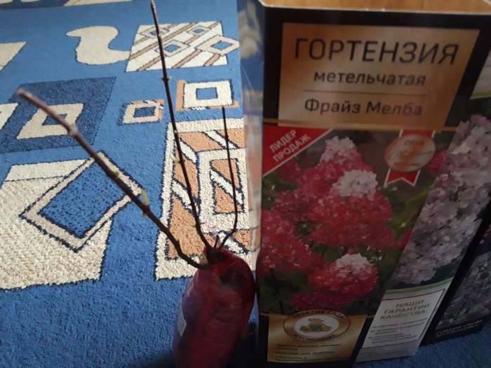 Фотография покупателя товара Гортензия метельчатая Люкс «Фрайз Мелба» саженец декоративный, цветущий, 1 шт., туба - Фото 4