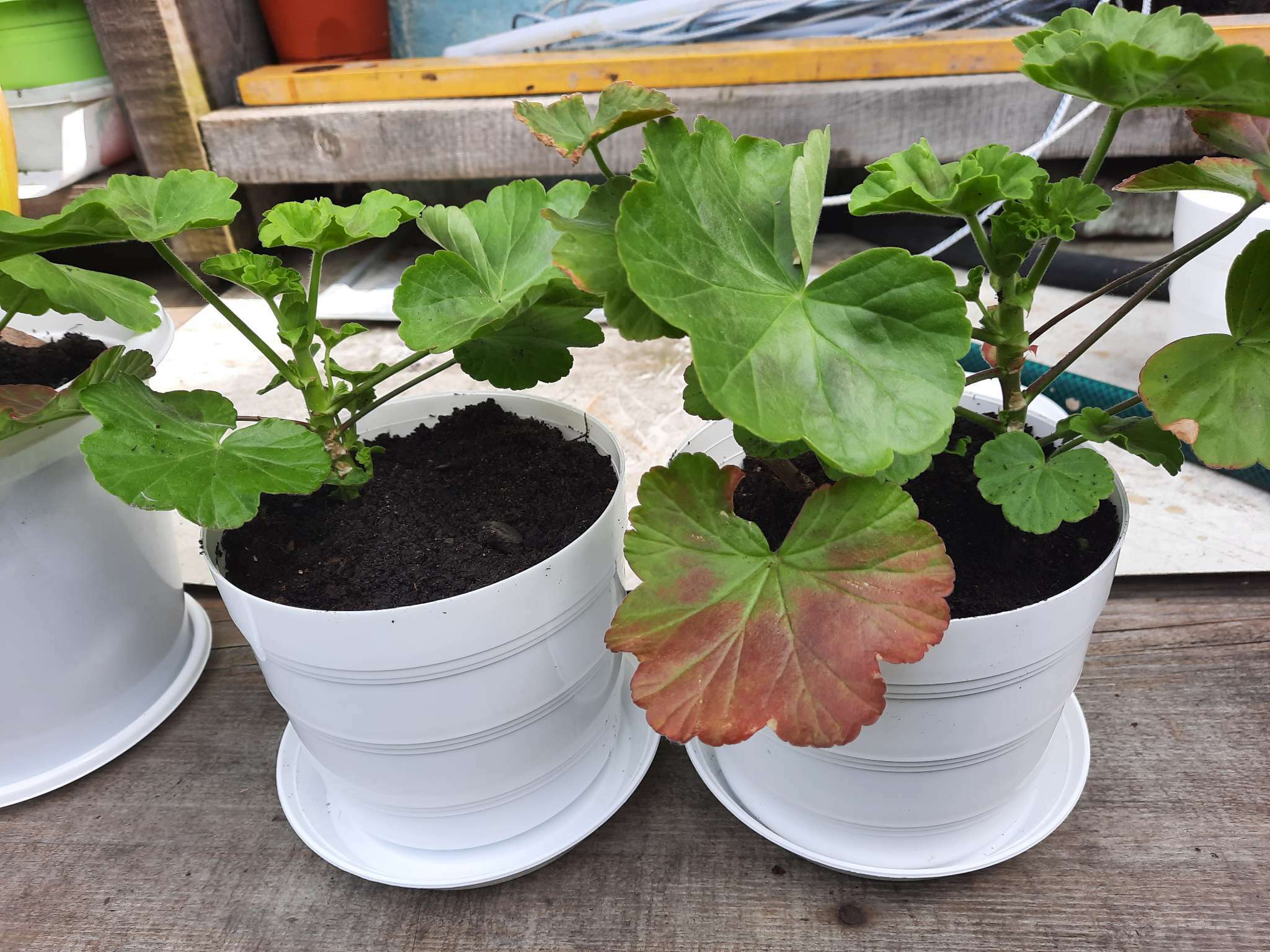 Фотография покупателя товара Горшок для цветов с поддоном «ПластоС. Классик», 1.4 л, пластиковый, белый - Фото 14