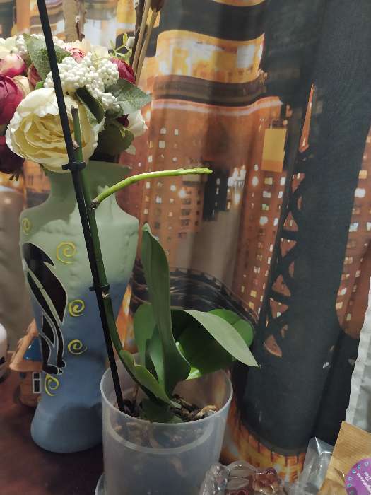 Фотография покупателя товара Эликсир для орхидей JOY  Экстра цветение ампула, 10 мл. х 2 шт - Фото 4