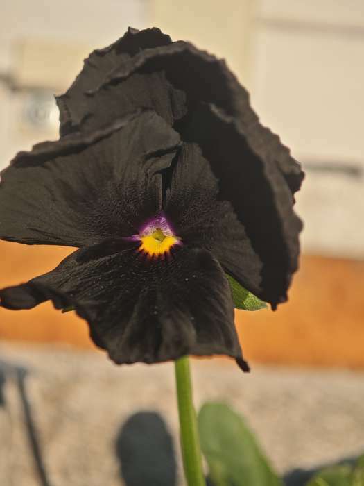 Фотография покупателя товара Семена цветов Виола "Горное волшебство", виттрока, 0,05 г - Фото 1