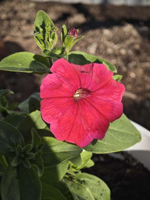 Фотография покупателя товара Семена цветов Петуния ампельная «Лавина Розовая F1», 0.01 г, «УРОЖАЙ УДАЧИ» - Фото 1