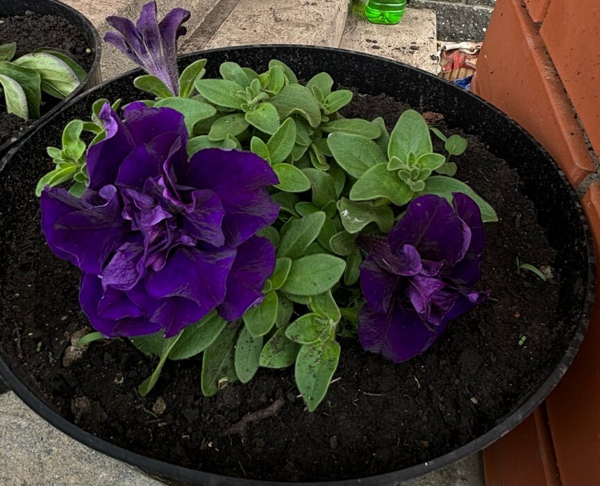 Фотография покупателя товара Семена цветов Петуния крупноцветковая махровая «Южная ночь» F1, О, 10 шт. - Фото 5