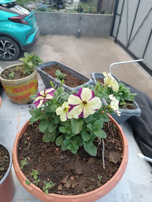 Фотография покупателя товара Семена цветов Петуния "СИРИУС", Пурпурно-жёлтая, F1, 0,01 гр. - Фото 1