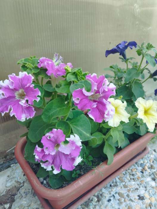 Фотография покупателя товара Семена цветов Петуния бахромчатая, крупноцветковая "Шампань" F1, 8 шт, - Фото 8