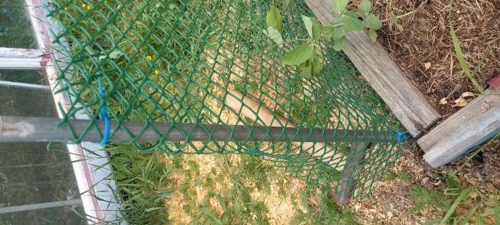 Фотография покупателя товара Сетка садовая, 0,5 × 20 м, ячейка ромб 15 × 15 мм, пластиковая, зелёная, Greengo - Фото 1