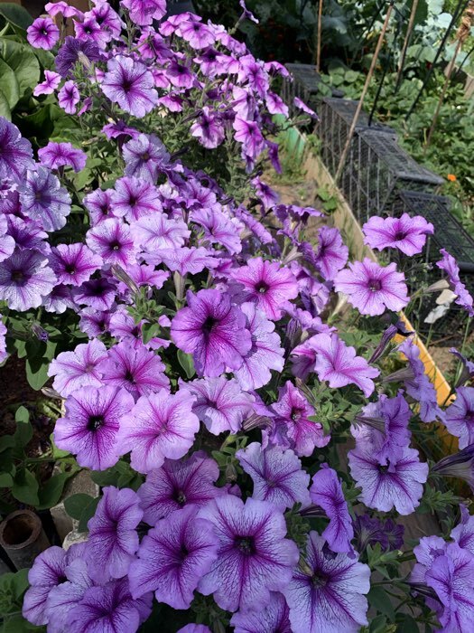 Фотография покупателя товара Семена цветов Петуния «Варвара Краса F1» многоцветковая, однолетник, 7 шт. - Фото 32