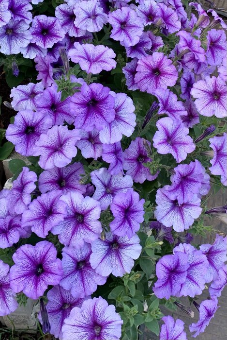 Фотография покупателя товара Семена цветов Петуния «Варвара Краса F1» многоцветковая, однолетник, 7 шт. - Фото 31