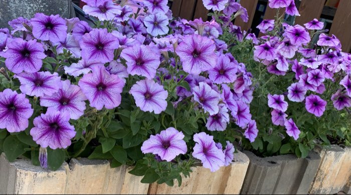 Фотография покупателя товара Семена цветов Петуния «Варвара Краса F1» многоцветковая, однолетник, 7 шт. - Фото 28