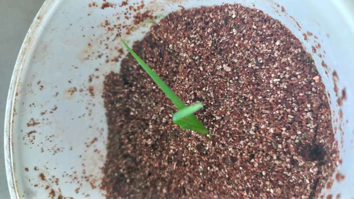 Фотография покупателя товара Семена комнатных цветов нолина «Бутылочное дерево», 3 шт. - Фото 12