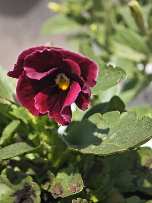 Фотография покупателя товара Семена Цветов Виола крупноцветковая "Кларет" , 0 ,05 г - Фото 3