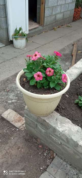 Фотография покупателя товара Семена цветов Петуния «Зора», F1, 0.01 г, «Урожай Удачи» - Фото 13