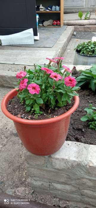 Фотография покупателя товара Семена цветов Петуния «Зора», F1, 0.01 г, «Урожай Удачи» - Фото 14