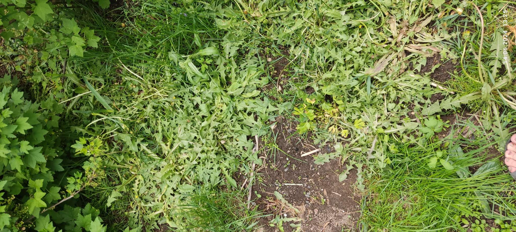 Фотография покупателя товара Средство от сорняков избирательного действия Хакер, 2 г - Фото 2