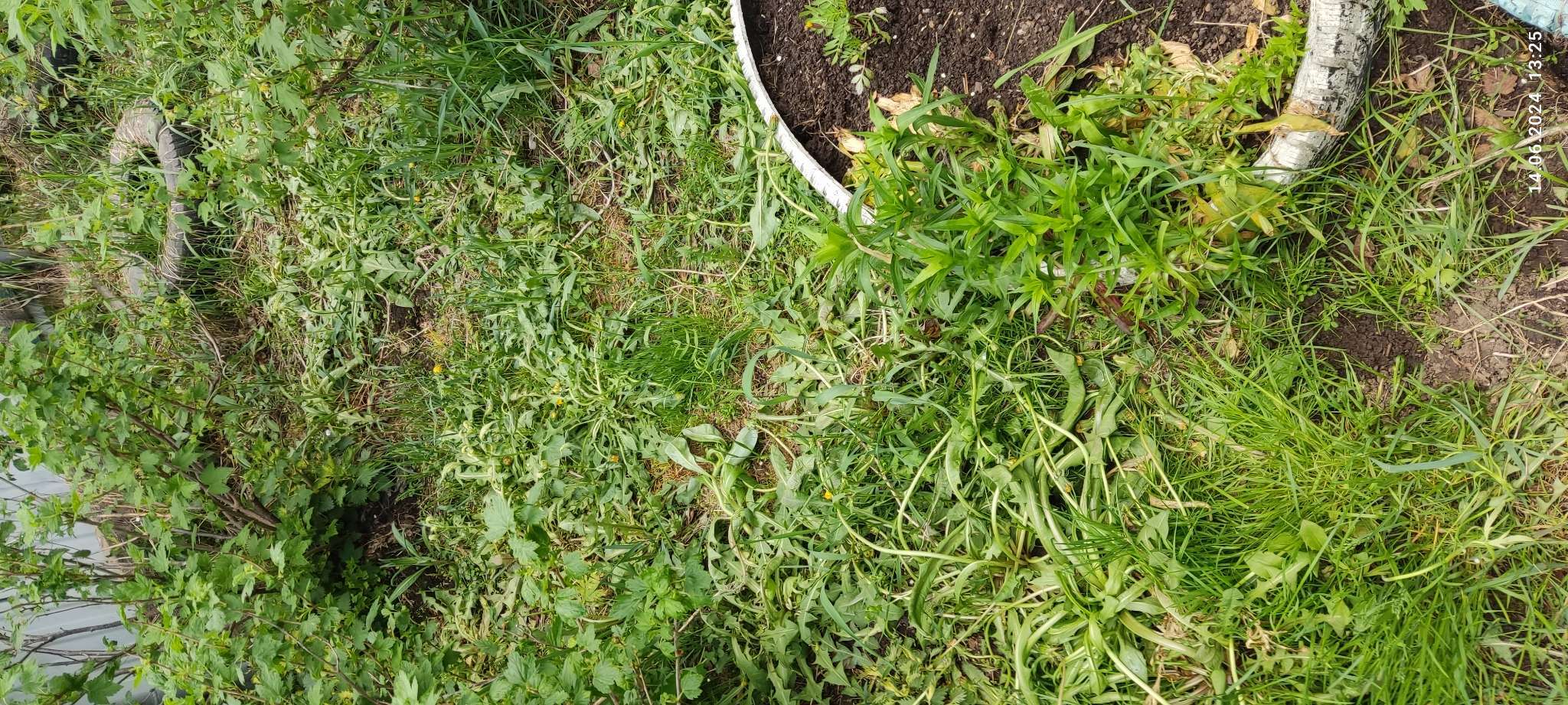 Фотография покупателя товара Средство от сорняков избирательного действия Хакер, 2 г - Фото 3