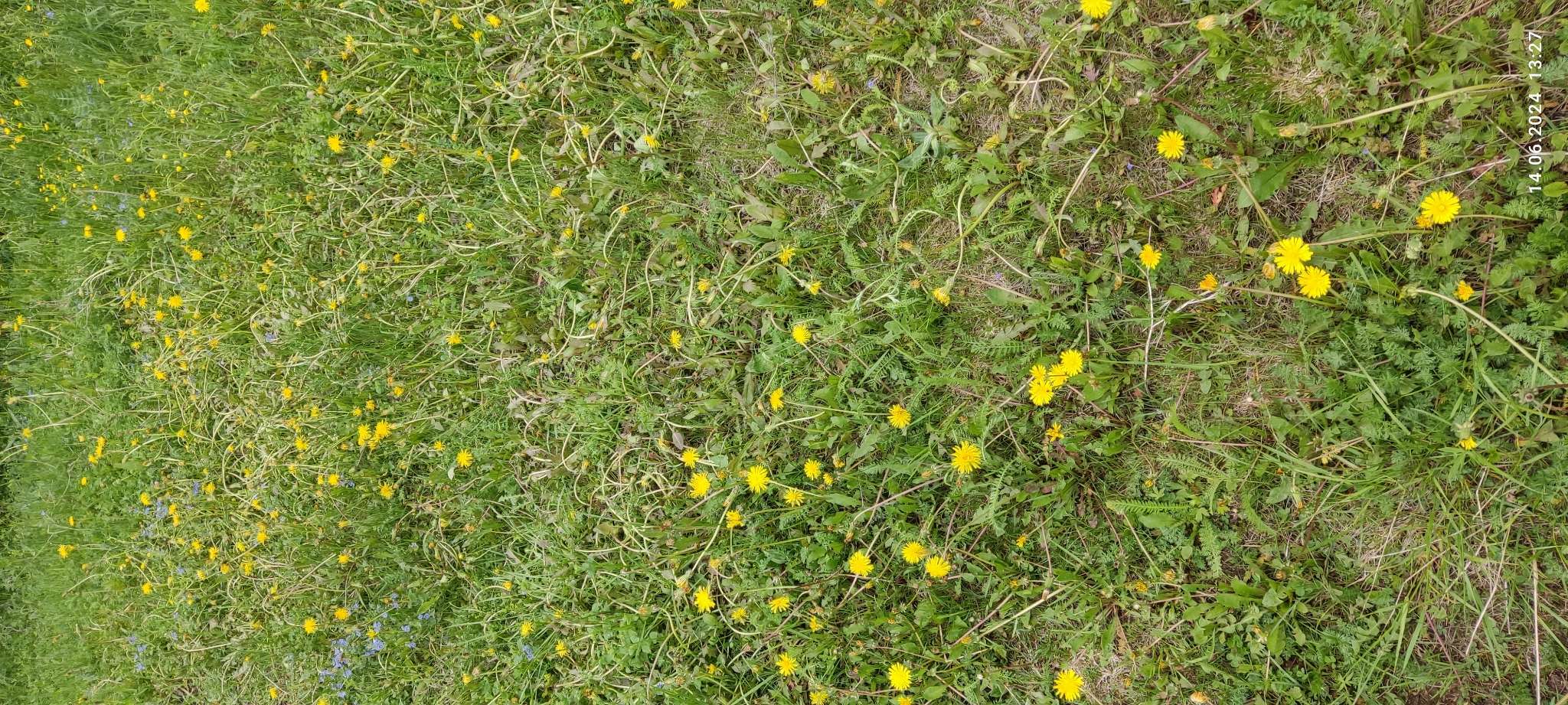 Фотография покупателя товара Средство от сорняков избирательного действия Хакер, 2 г - Фото 4