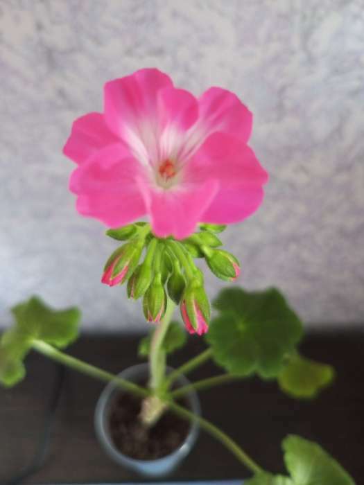 Фотография покупателя товара Семена цветов Пеларгония "Черный бархат", смесь 5 шт - Фото 1