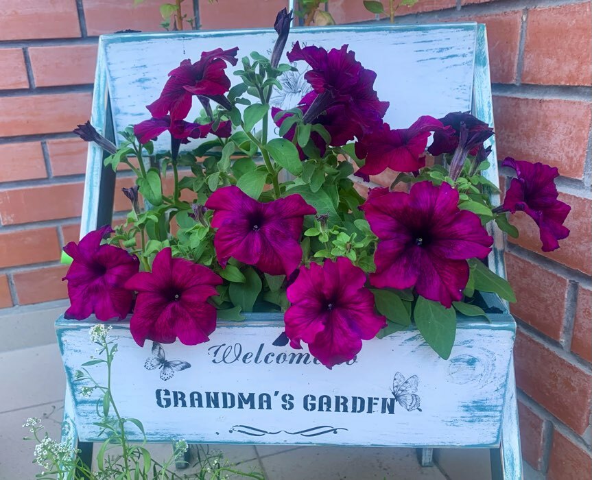 Фотография покупателя товара Семена цветов Петуния грандифлора "Аладдин Бордовая", 30 шт. - Фото 17