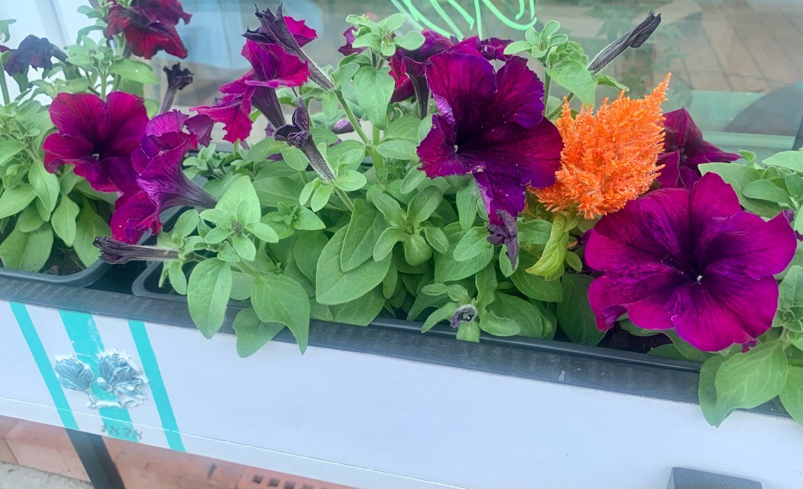 Фотография покупателя товара Семена цветов Петуния грандифлора "Аладдин Бордовая", 30 шт. - Фото 18