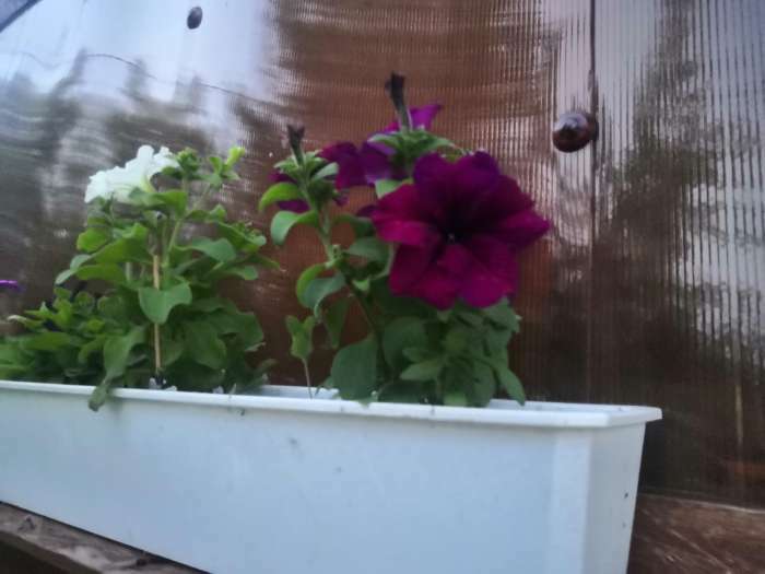 Фотография покупателя товара Семена цветов Петуния грандифлора "Аладдин Бордовая", 30 шт. - Фото 16