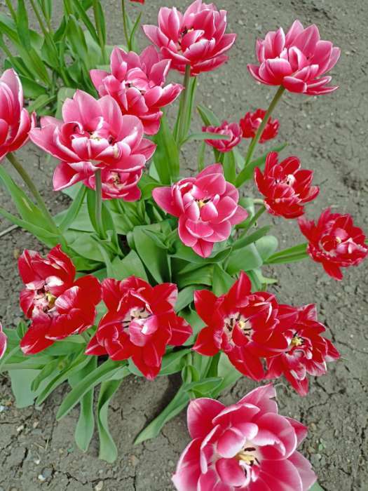 Фотография покупателя товара Корзина для луковичных, квадратная, 24 × 20 см, чёрная - Фото 1