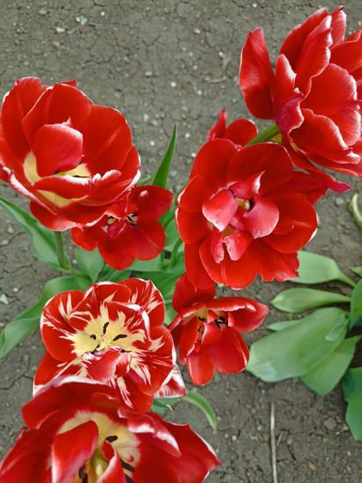 Фотография покупателя товара Корзина для луковичных, квадратная, 24 × 20 см, чёрная - Фото 2