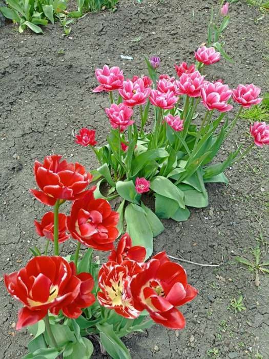 Фотография покупателя товара Корзина для луковичных, квадратная, 24 × 20 см, чёрная - Фото 3