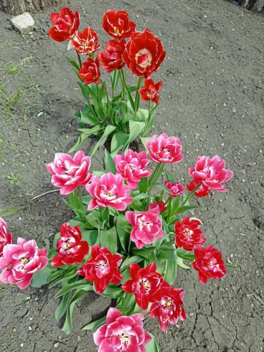 Фотография покупателя товара Корзина для луковичных, квадратная, 24 × 20 см, чёрная - Фото 4