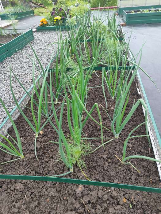 Фотография покупателя товара Семена Лук репчатый (Голландия) "Эксибишен", ц/п,   0,2 г - Фото 6