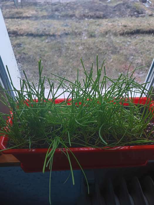 Фотография покупателя товара Семена Лук репчатый (Голландия) "Эксибишен", ц/п,   0,2 г - Фото 3