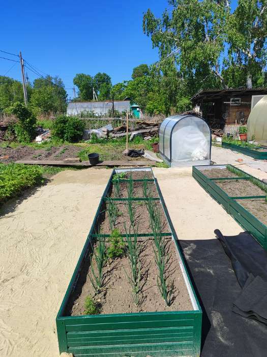 Фотография покупателя товара Семена Лук репчатый (Голландия) "Эксибишен", ц/п,   0,2 г - Фото 4