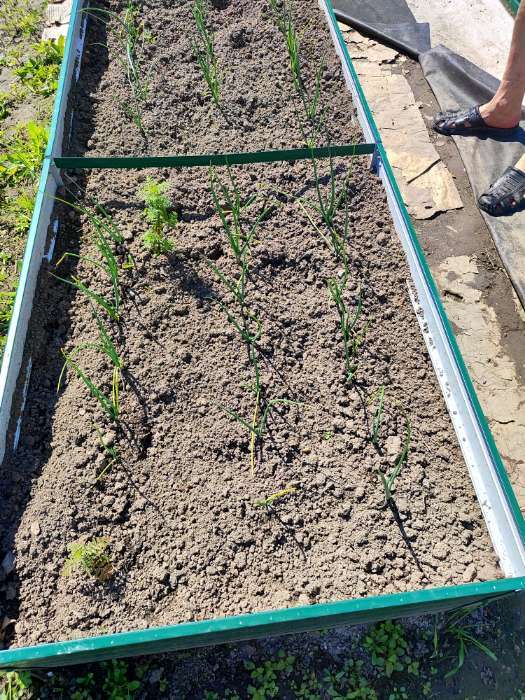 Фотография покупателя товара Семена Лук репчатый (Голландия) "Эксибишен", ц/п,   0,2 г - Фото 5