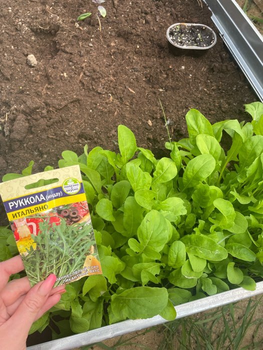 Фотография покупателя товара Семена Индау (Руккола) "Итальяно", ц/п,  ц/п, 0,3 г - Фото 1