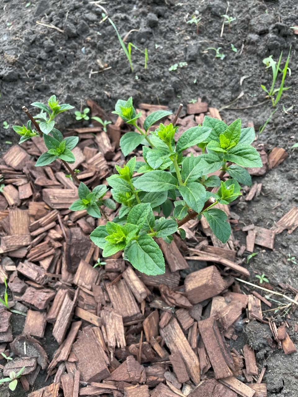 Фотография покупателя товара Гортензия метельчатая Люкс «Ваниль Фрайз» , саженец декоративный, цветущий, 1 шт., туба - Фото 11