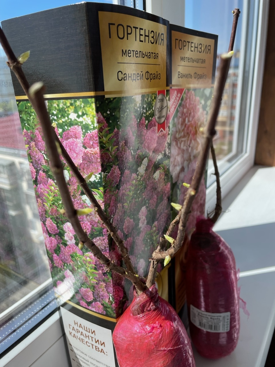 Фотография покупателя товара Гортензия метельчатая Люкс «Ваниль Фрайз» , саженец декоративный, цветущий, 1 шт., туба - Фото 12