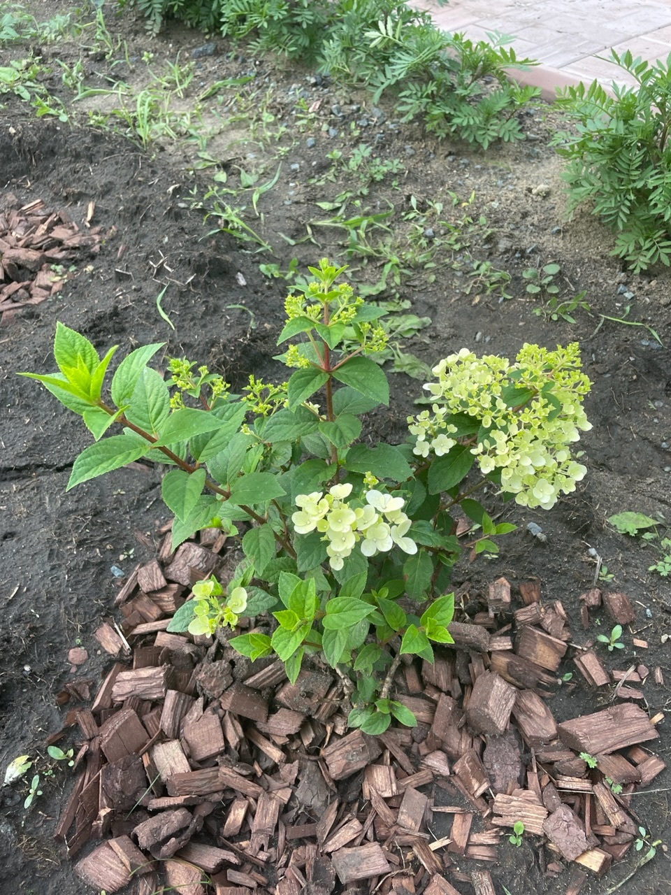 Фотография покупателя товара Гортензия метельчатая Люкс «Ваниль Фрайз» , саженец декоративный, цветущий, 1 шт., туба - Фото 13