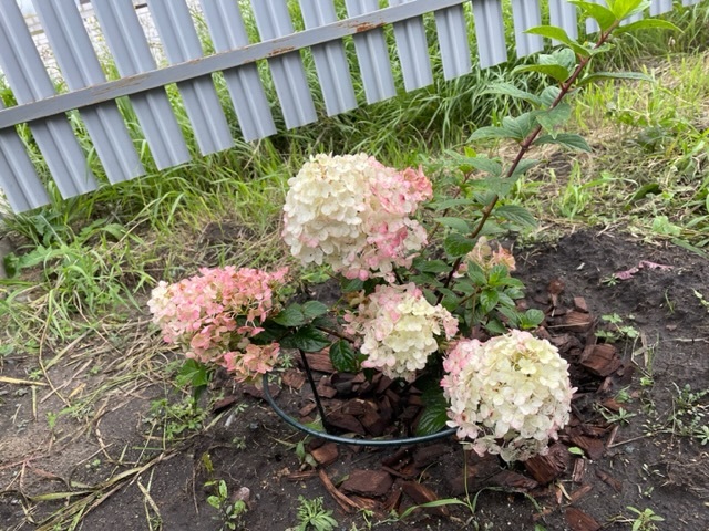 Фотография покупателя товара Гортензия метельчатая Люкс «Ваниль Фрайз» , саженец декоративный, цветущий, 1 шт., туба - Фото 15