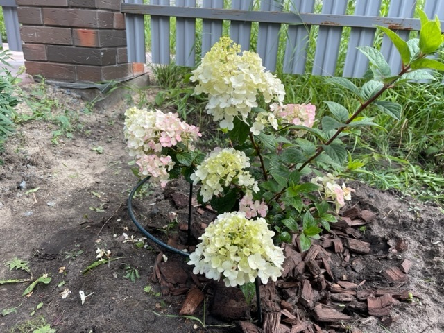 Фотография покупателя товара Гортензия метельчатая Люкс «Ваниль Фрайз» , саженец декоративный, цветущий, 1 шт., туба - Фото 17