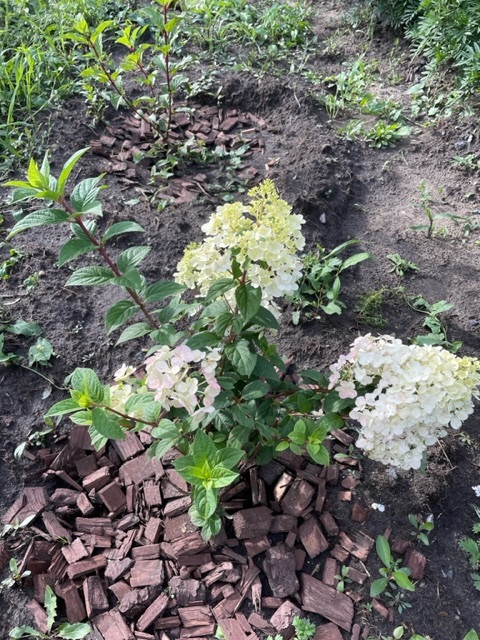 Фотография покупателя товара Гортензия метельчатая Люкс «Ваниль Фрайз» , саженец декоративный, цветущий, 1 шт., туба - Фото 18