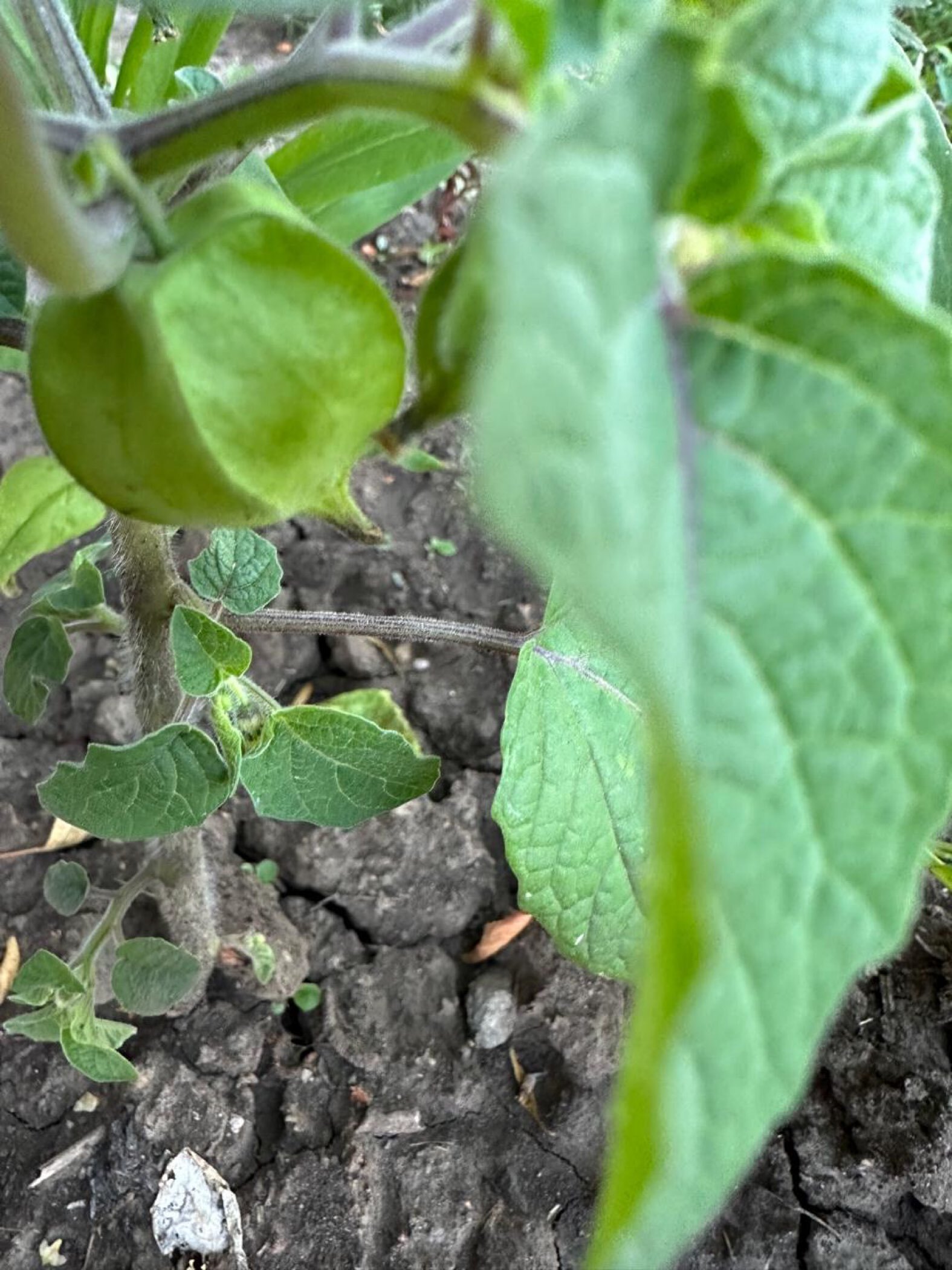 Фотография покупателя товара Семена Физалис "Граунд Черри", ц/п,  0,2 гр. - Фото 6