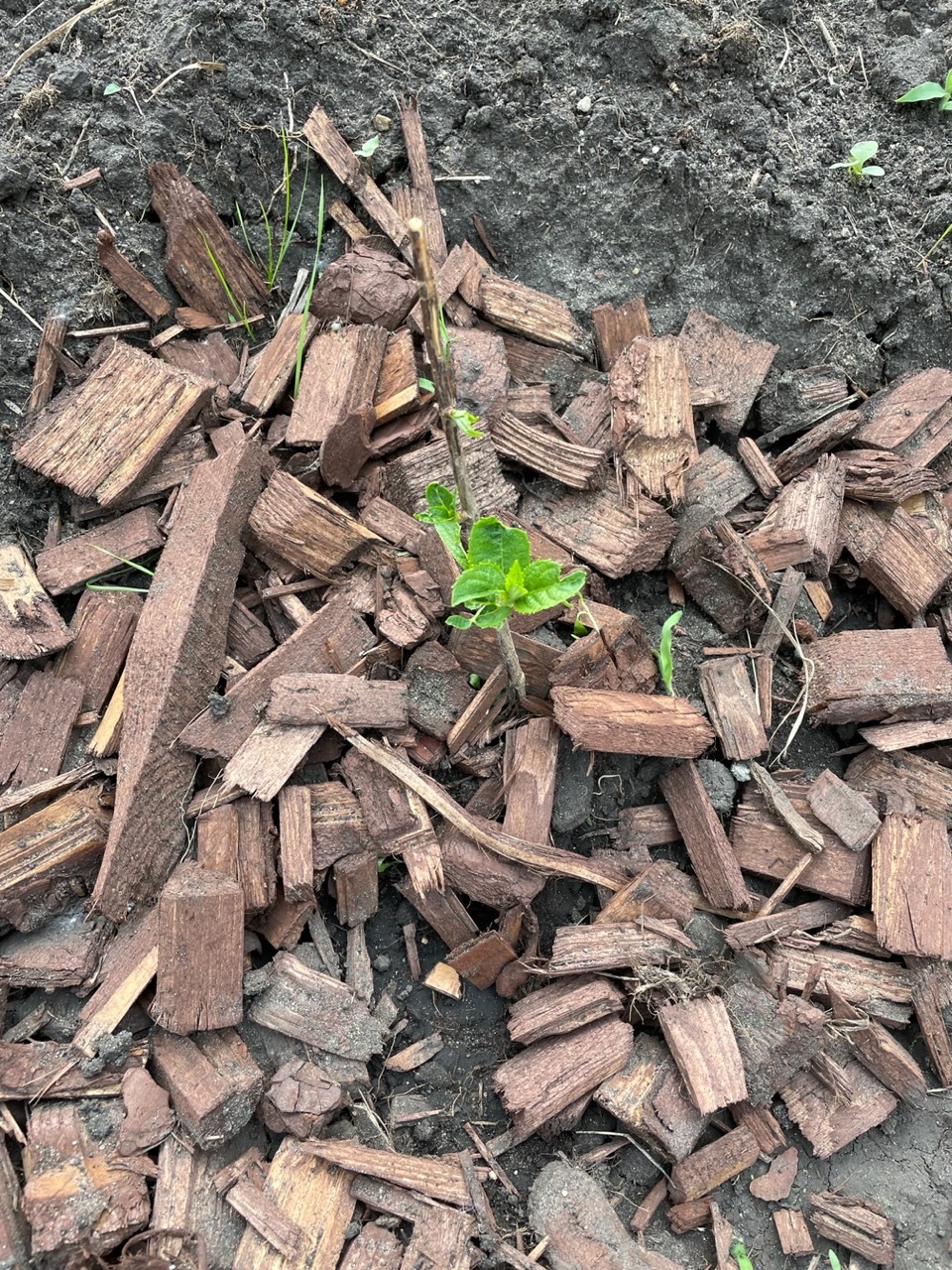 Фотография покупателя товара Гортензия метельчатая Люкс «Ваниль Фрайз» , саженец декоративный, цветущий, 1 шт., туба - Фото 23