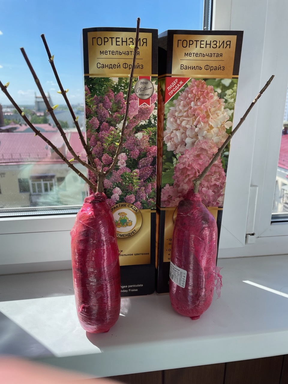 Фотография покупателя товара Гортензия метельчатая Люкс «Ваниль Фрайз» , саженец декоративный, цветущий, 1 шт., туба - Фото 24