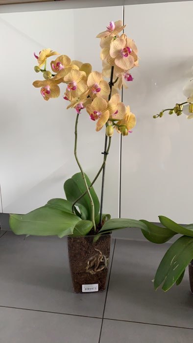 Фотография покупателя товара Кашпо для орхидей «Сильвия», - Фото 3