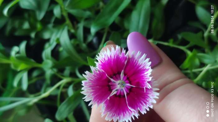 Фотография покупателя товара Семена цветов гвоздика межвидовая чиба «Лилак Пикоти», 5 шт. - Фото 2